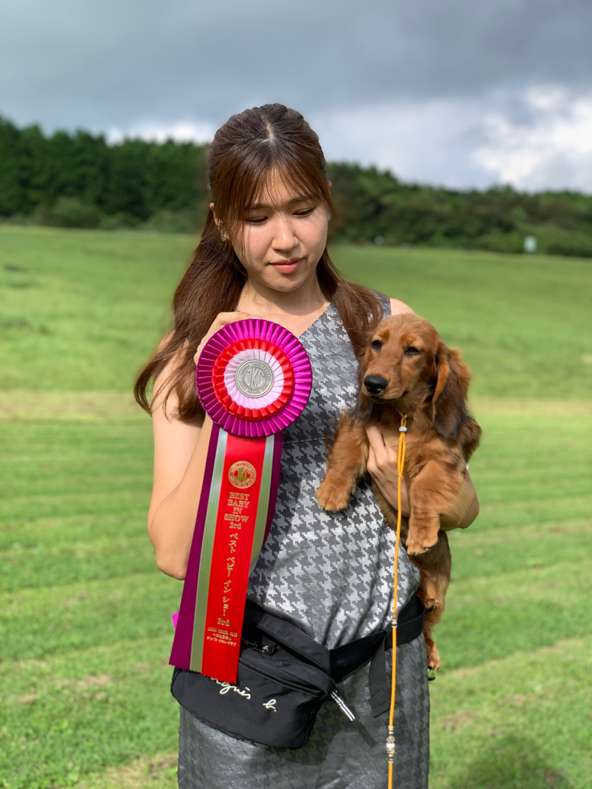 ミニチュア ダックスフンド 【ドッグショー】しんのすけのデビュー戦