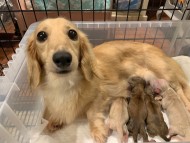 KaninchenDachshund KaninchenDachshund