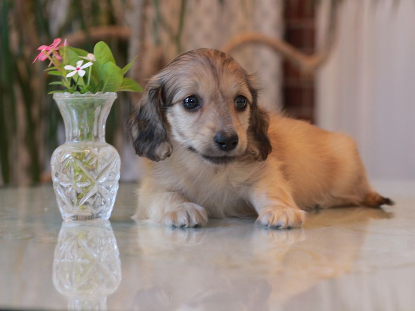 カニンヘン ダックスフンド サーチン&ボノの子犬 イエロー（クリーム） 男の子