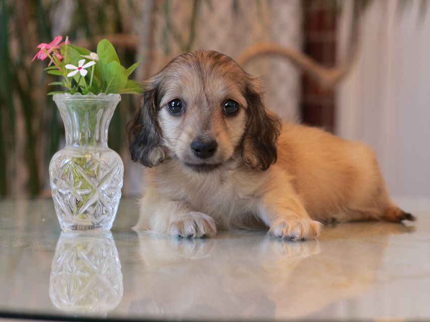 カニンヘン ダックスフンド サーチン&ボノの子犬 イエロー（クリーム） 男の子