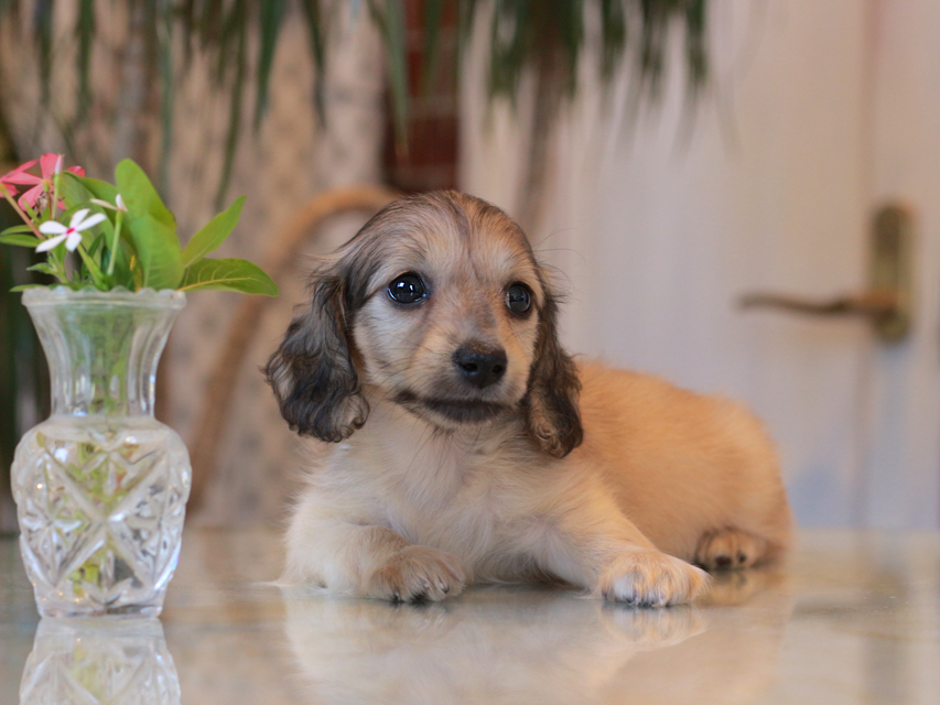 カニンヘン ダックスフンド サーチン&ボノの子犬 イエロー（クリーム） 男の子