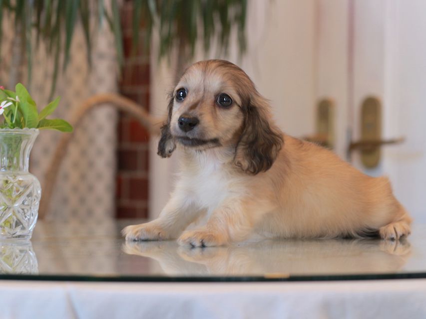 カニンヘン ダックスフンド サーチン&ボノの子犬 イエロー（クリーム） 男の子