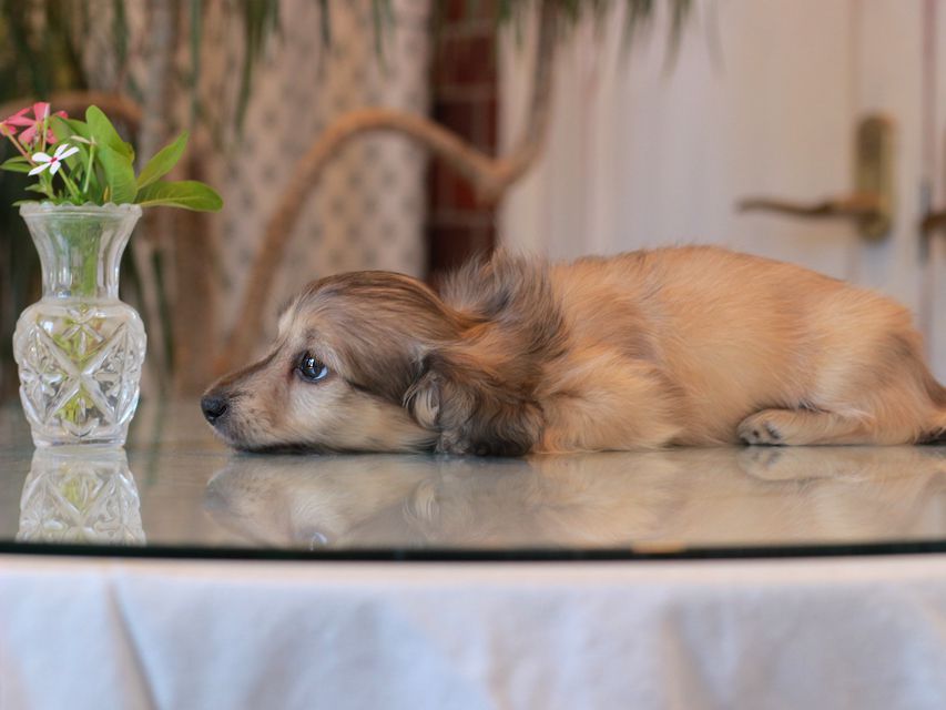 カニンヘン ダックスフンド サーチン&ボノの子犬 イエロー（クリーム） 男の子