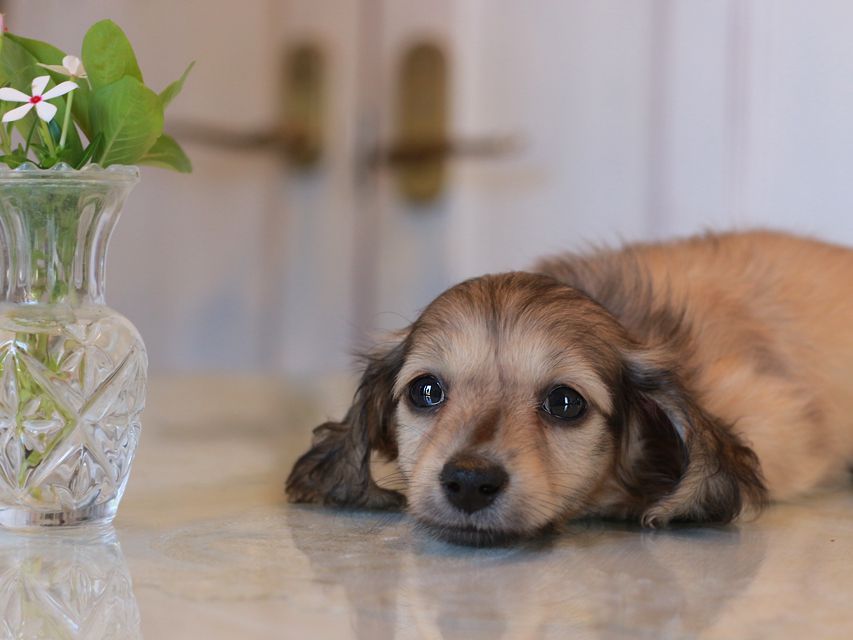 カニンヘン ダックスフンド サーチン&ボノの子犬 イエロー（クリーム） 男の子