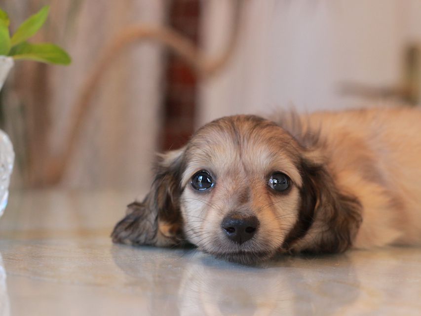 カニンヘン ダックスフンド サーチン&ボノの子犬 イエロー（クリーム） 男の子