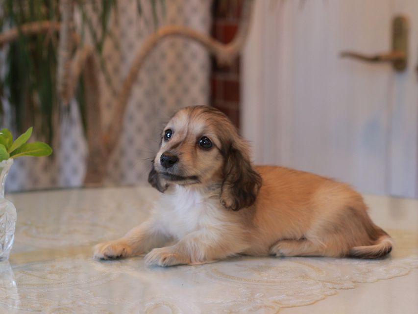 カニンヘン ダックスフンド サーチン&ボノの子犬 イエロー（クリーム） 男の子