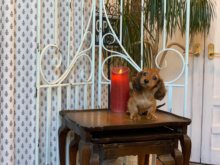 カニンヘン ダックスフンド ジゼル&竹千代の子犬 レッド 男の子KaninchenDachshund5637 カニンヘン ダックスフンド ジゼル&竹千代の子犬 レッド 男の子