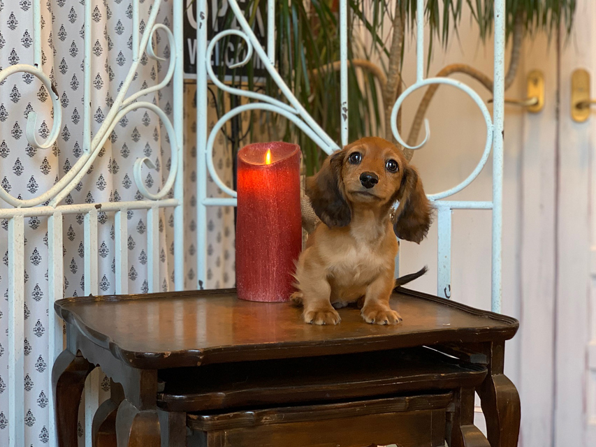 カニンヘン ダックスフンド ジゼル&竹千代の子犬 レッド 男の子KaninchenDachshund5639 カニンヘン ダックスフンド ジゼル&竹千代の子犬 レッド 男の子