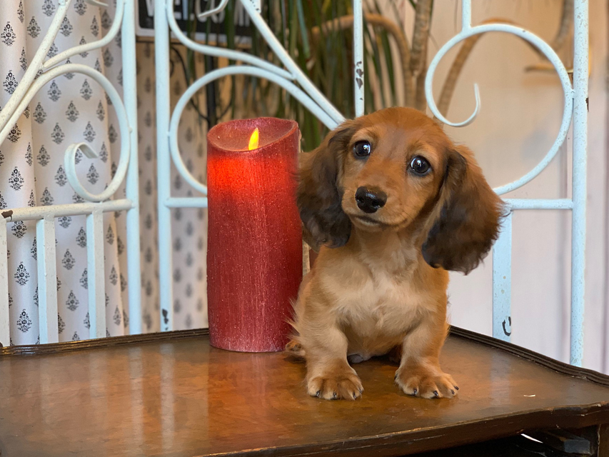 カニンヘン ダックスフンド ジゼル&竹千代の子犬 レッド 男の子KaninchenDachshund5643 カニンヘン ダックスフンド ジゼル&竹千代の子犬 レッド 男の子