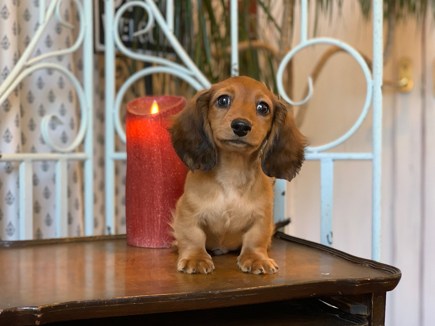 カニンヘン ダックスフンド ジゼル&竹千代の子犬 レッド 男の子KaninchenDachshund5644 カニンヘン ダックスフンド ジゼル&竹千代の子犬 レッド 男の子