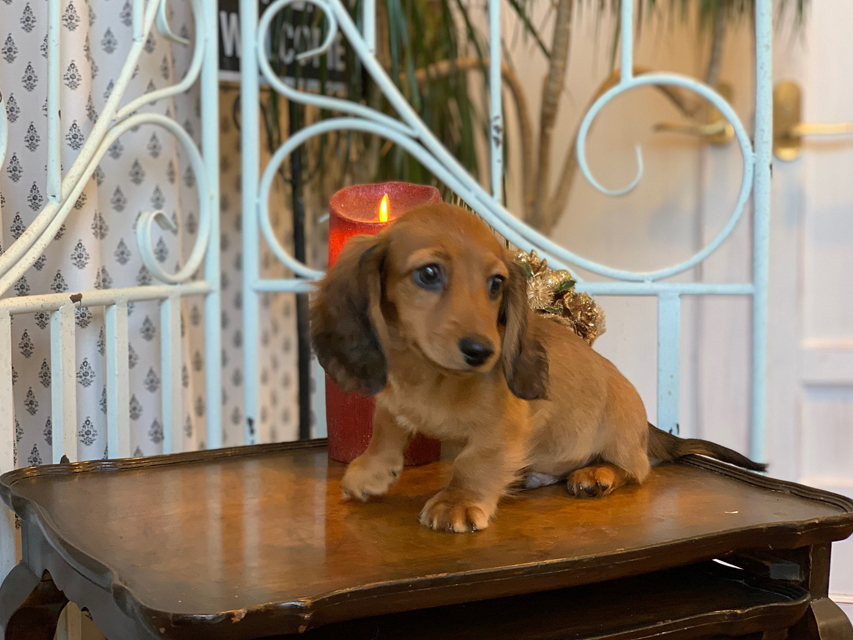 カニンヘン ダックスフンド ジゼル&竹千代の子犬 レッド 男の子KaninchenDachshund5649 カニンヘン ダックスフンド ジゼル&竹千代の子犬 レッド 男の子