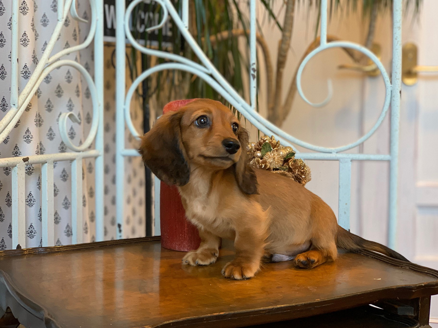 カニンヘン ダックスフンド ジゼル&竹千代の子犬 レッド 男の子KaninchenDachshund5650 カニンヘン ダックスフンド ジゼル&竹千代の子犬 レッド 男の子