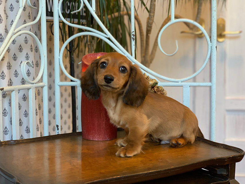 カニンヘン ダックスフンド ジゼル&竹千代の子犬 レッド 男の子KaninchenDachshund5652 カニンヘン ダックスフンド ジゼル&竹千代の子犬 レッド 男の子