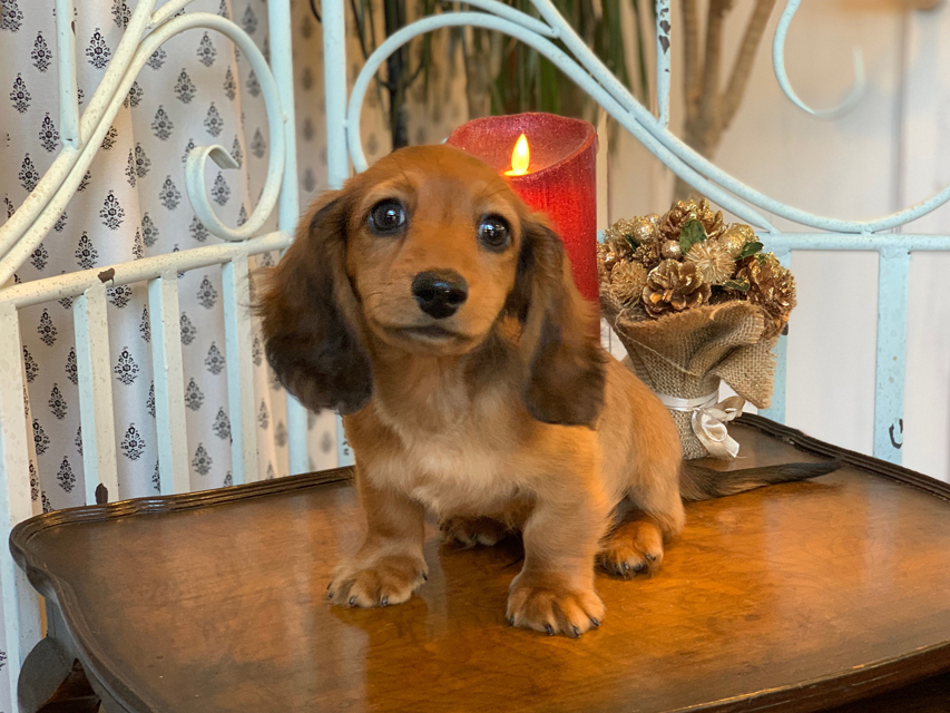 カニンヘン ダックスフンド ジゼル&竹千代の子犬 レッド 男の子KaninchenDachshund5656 カニンヘン ダックスフンド ジゼル&竹千代の子犬 レッド 男の子