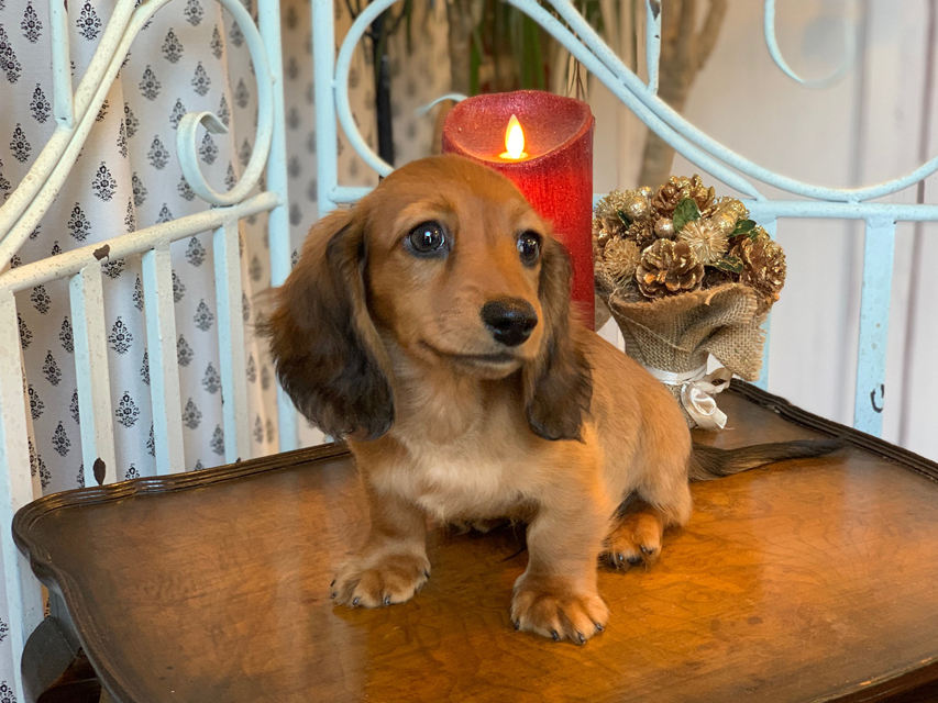 カニンヘン ダックスフンド ジゼル&竹千代の子犬 レッド 男の子KaninchenDachshund5658 カニンヘン ダックスフンド ジゼル&竹千代の子犬 レッド 男の子