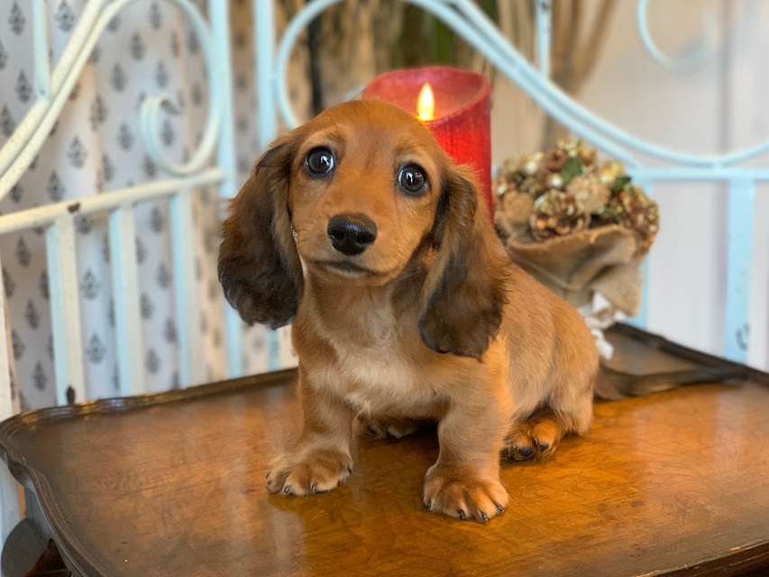 カニンヘン ダックスフンド ジゼル&竹千代の子犬 レッド 男の子KaninchenDachshund5659 カニンヘン ダックスフンド ジゼル&竹千代の子犬 レッド 男の子