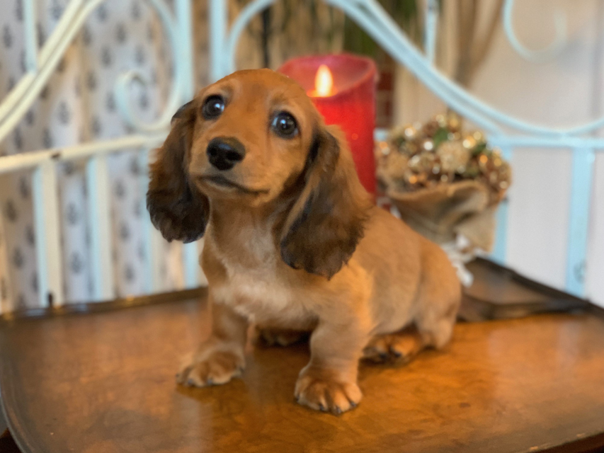 カニンヘン ダックスフンド ジゼル&竹千代の子犬 レッド 男の子KaninchenDachshund5665 カニンヘン ダックスフンド ジゼル&竹千代の子犬 レッド 男の子