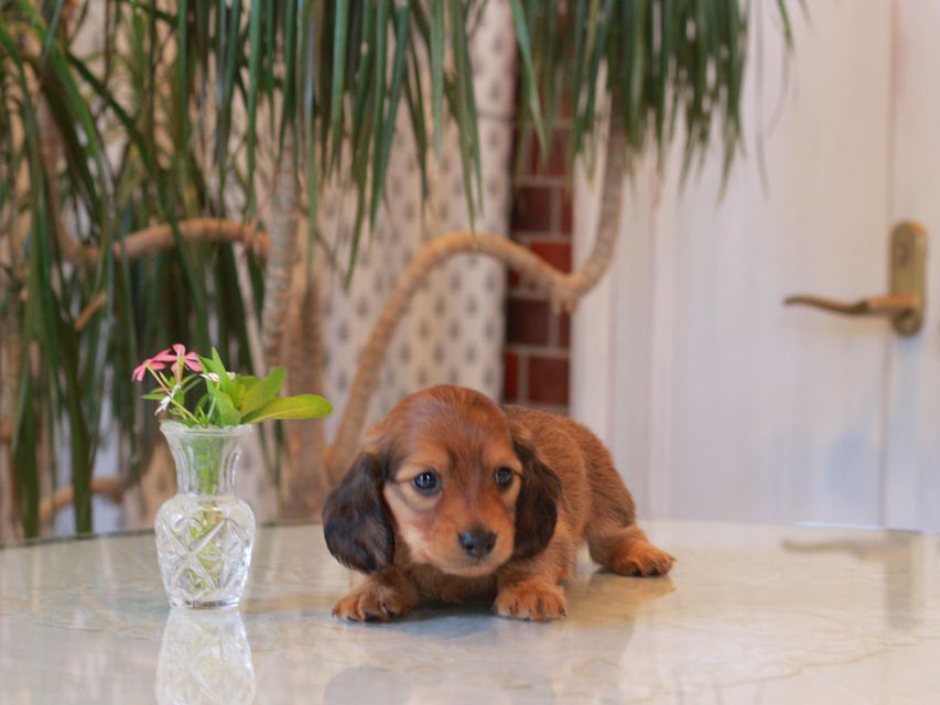 カニンヘン ダックスフンド シオン&パッションの子犬 レッド 男の子(1)KaninchenDachshund5693 カニンヘン ダックスフンド シオン&パッションの子犬 レッド 男の子(1)