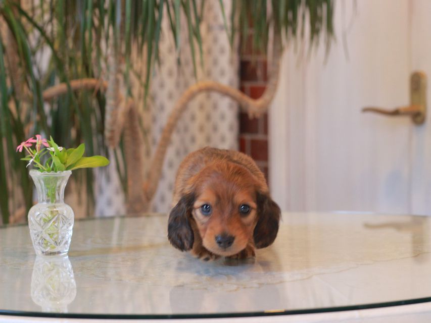 カニンヘン ダックスフンド シオン&パッションの子犬 レッド 男の子(1)KaninchenDachshund5703 カニンヘン ダックスフンド シオン&パッションの子犬 レッド 男の子(1)