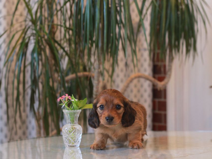 カニンヘン ダックスフンド シオン&パッションの子犬 レッド 男の子(1)KaninchenDachshund5714 カニンヘン ダックスフンド シオン&パッションの子犬 レッド 男の子(1)