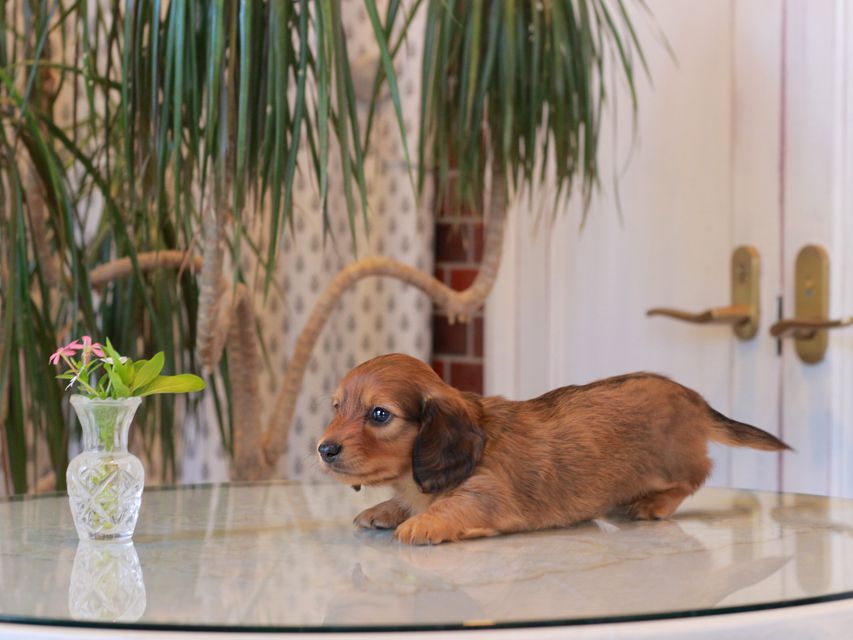 カニンヘン ダックスフンド シオン&パッションの子犬 レッド 男の子(1)KaninchenDachshund5721 カニンヘン ダックスフンド シオン&パッションの子犬 レッド 男の子(1)