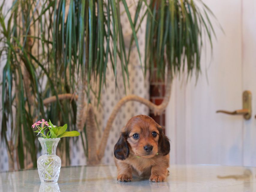 カニンヘン ダックスフンド シオン&パッションの子犬 レッド 男の子(1)KaninchenDachshund5730 カニンヘン ダックスフンド シオン&パッションの子犬 レッド 男の子(1)