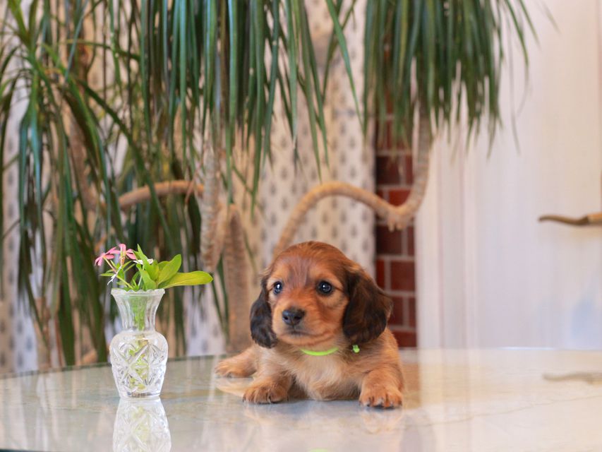 カニンヘン ダックスフンド シオン&パッションの子犬 レッド 男の子(1)KaninchenDachshund5743 カニンヘン ダックスフンド シオン&パッションの子犬 レッド 男の子(1)