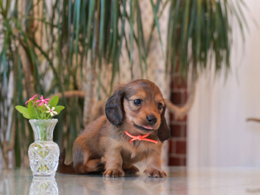 カニンヘン ダックスフンド シオン&パッションの子犬 レッド 男の子(2)KaninchenDachshund5747 カニンヘン ダックスフンド シオン&パッションの子犬 レッド 男の子(2)