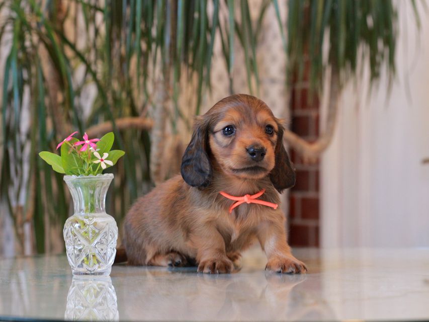 カニンヘン ダックスフンド シオン&パッションの子犬 レッド 男の子(2)KaninchenDachshund5749 カニンヘン ダックスフンド シオン&パッションの子犬 レッド 男の子(2)