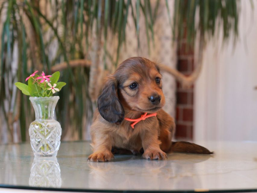 カニンヘン ダックスフンド シオン&パッションの子犬 レッド 男の子(2)KaninchenDachshund5757 カニンヘン ダックスフンド シオン&パッションの子犬 レッド 男の子(2)