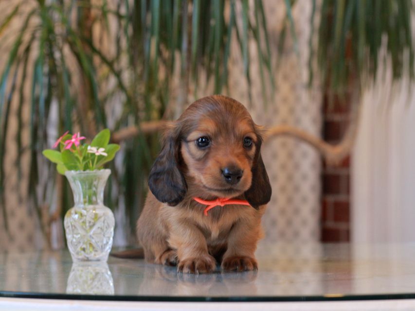 カニンヘン ダックスフンド シオン&パッションの子犬 レッド 男の子(2)KaninchenDachshund5776 カニンヘン ダックスフンド シオン&パッションの子犬 レッド 男の子(2)