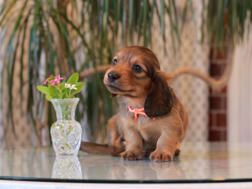 カニンヘン ダックスフンド シオン&パッションの子犬 レッド 男の子(2)KaninchenDachshund5778 カニンヘン ダックスフンド シオン&パッションの子犬 レッド 男の子(2)