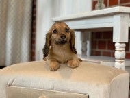 KaninchenDachshund596