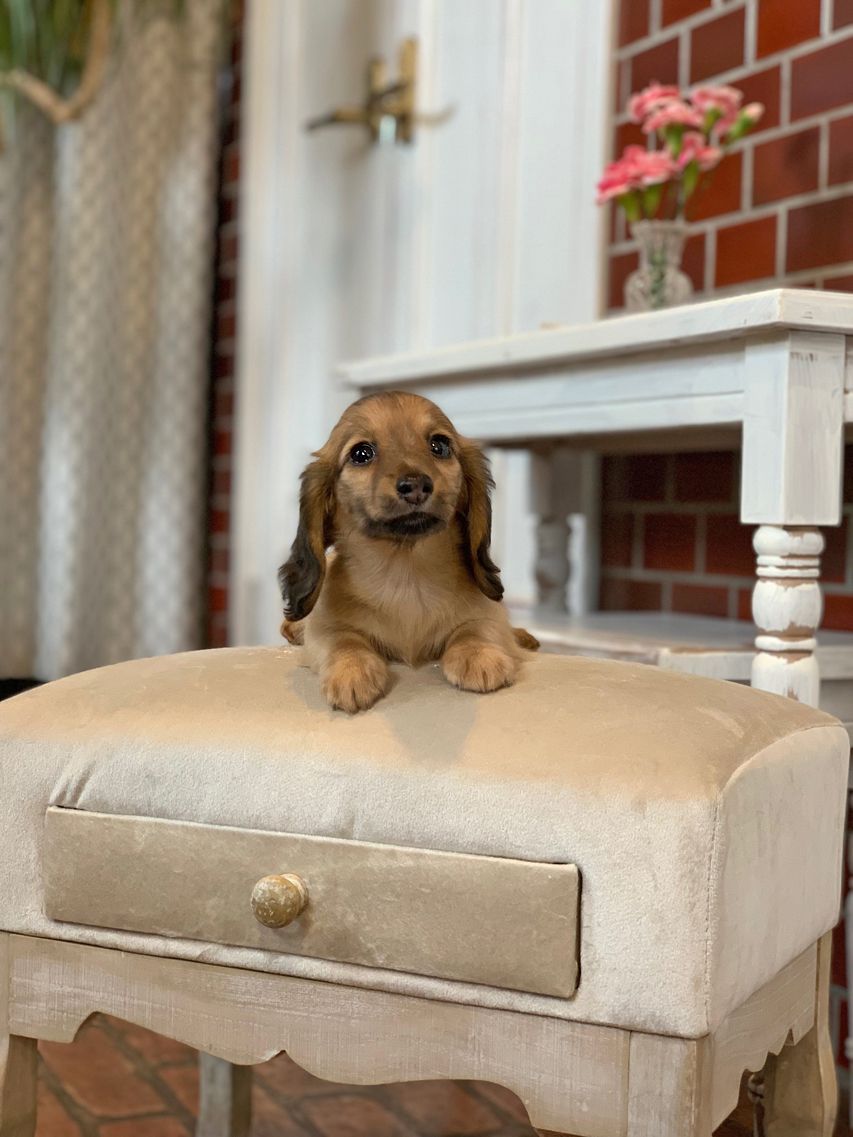 カニンヘン ダックスフンド オリーブ&グローリーの子犬 イエロー（クリーム） 女の子