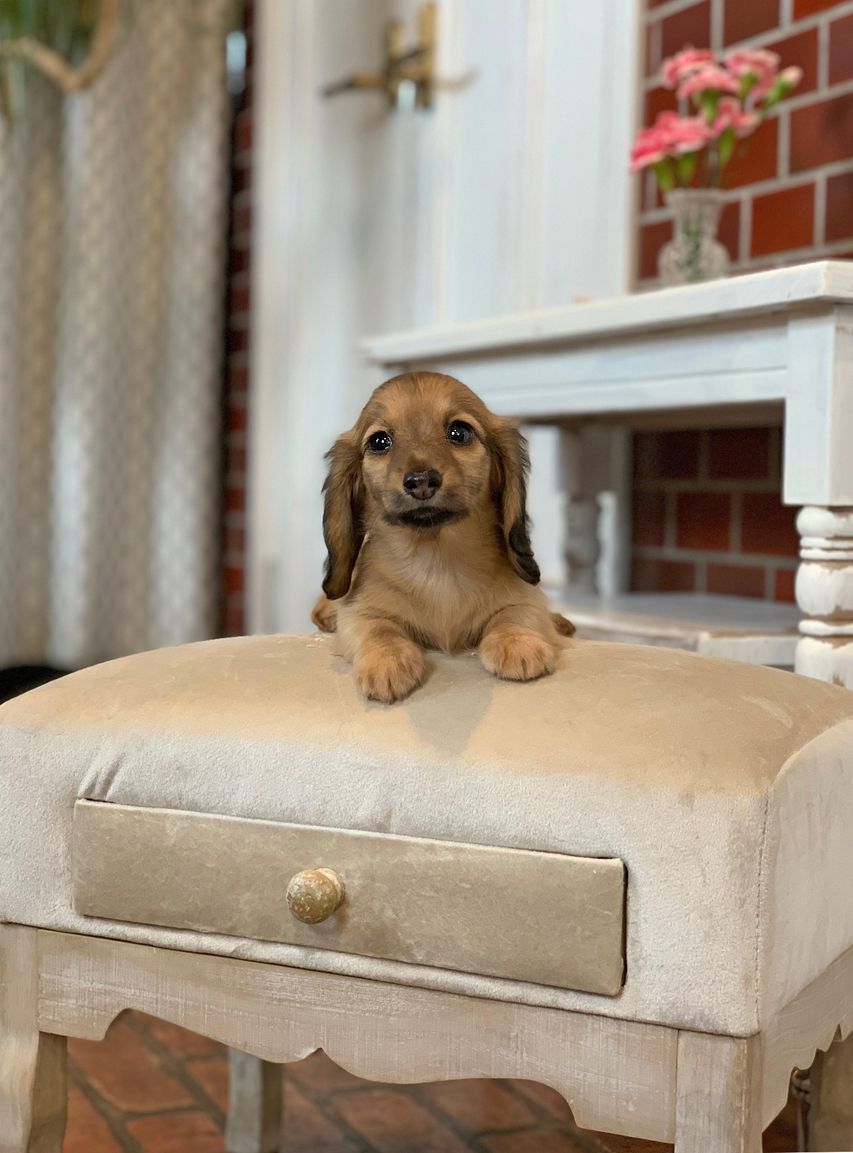 カニンヘン ダックスフンド オリーブ&グローリーの子犬 イエロー（クリーム） 女の子