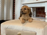 KaninchenDachshund599