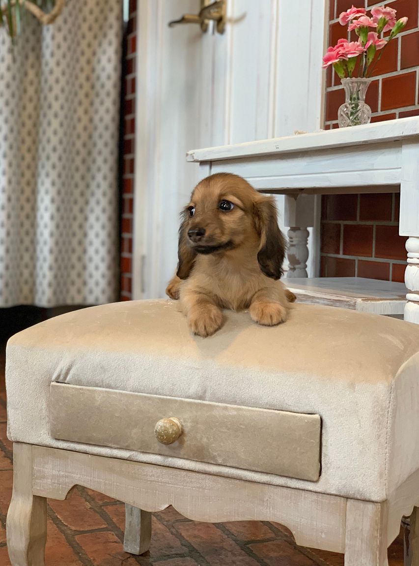 カニンヘン ダックスフンド オリーブ&グローリーの子犬 イエロー（クリーム） 女の子