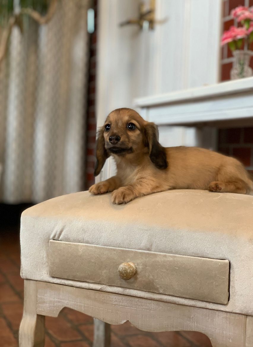 カニンヘン ダックスフンド オリーブ&グローリーの子犬 イエロー（クリーム） 女の子