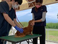 KaninchenDachshund65