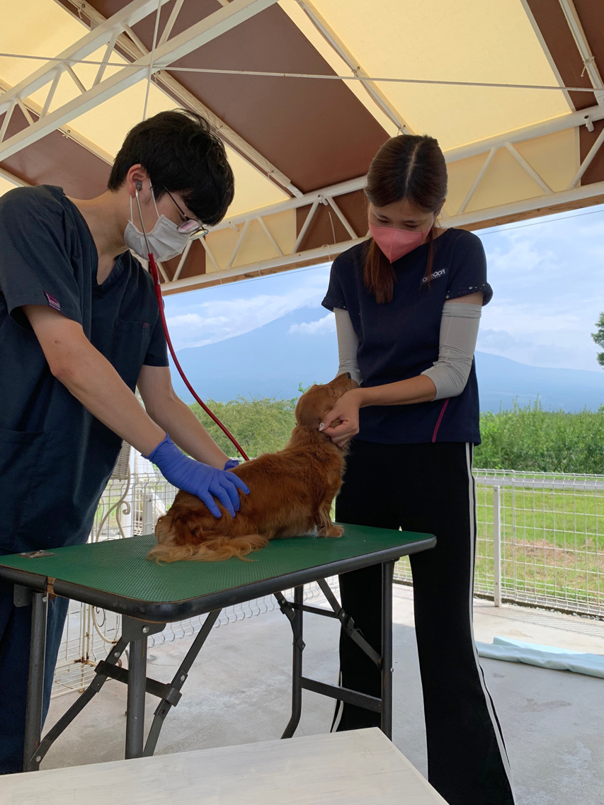狂犬病ワクチン集団接種　マイクロチップ全頭装着