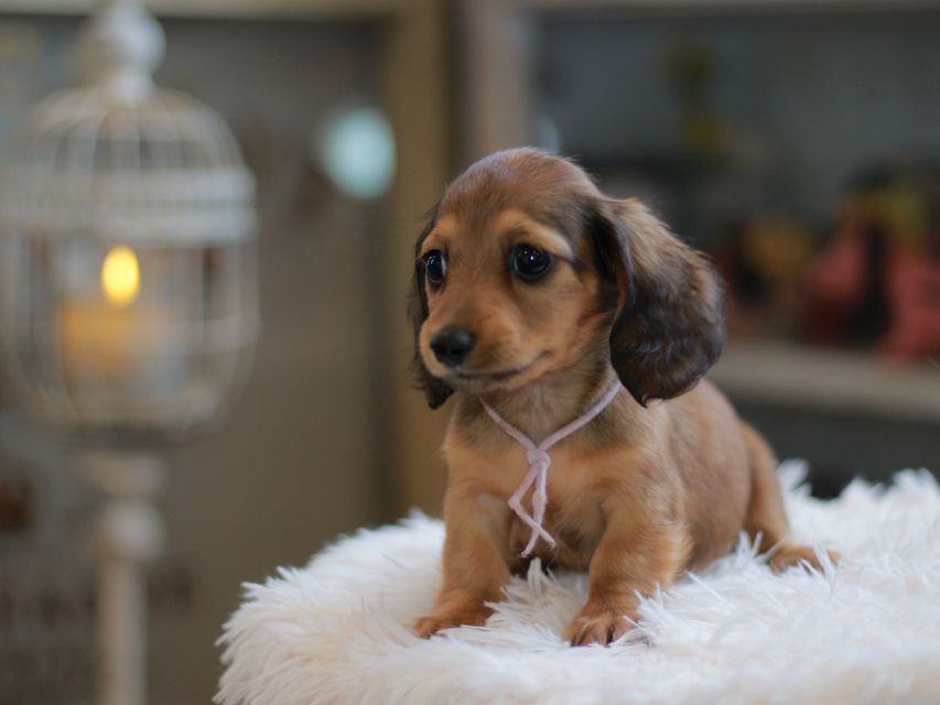 カニンヘン ダックスフンド ジゼル&竹千代の子犬 レッド 女の子KaninchenDachshund6722 カニンヘン ダックスフンド ジゼル&竹千代の子犬 レッド 女の子