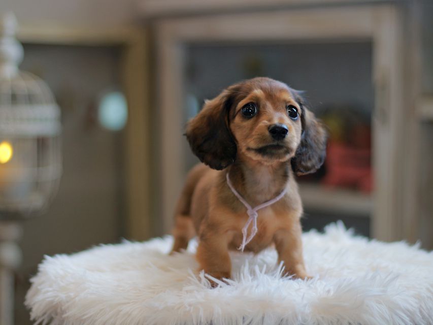 カニンヘン ダックスフンド ジゼル&竹千代の子犬 レッド 女の子KaninchenDachshund6745 カニンヘン ダックスフンド ジゼル&竹千代の子犬 レッド 女の子