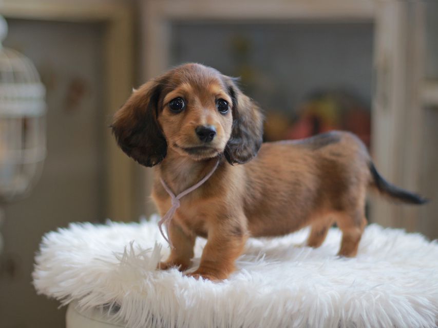 カニンヘン ダックスフンド ジゼル&竹千代の子犬 レッド 女の子KaninchenDachshund6761 カニンヘン ダックスフンド ジゼル&竹千代の子犬 レッド 女の子