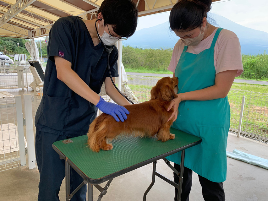 狂犬病ワクチン集団接種　マイクロチップ全頭装着