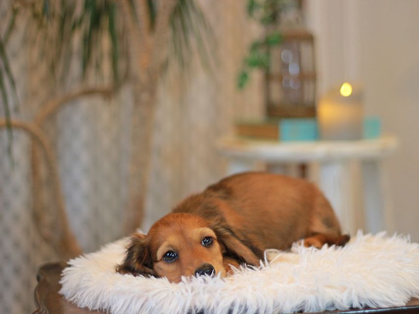 カニンヘン ダックスフンド クム&ブイの子犬 レッド 男の子KaninchenDachshund6950 カニンヘン ダックスフンド クム&ブイの子犬 レッド 男の子