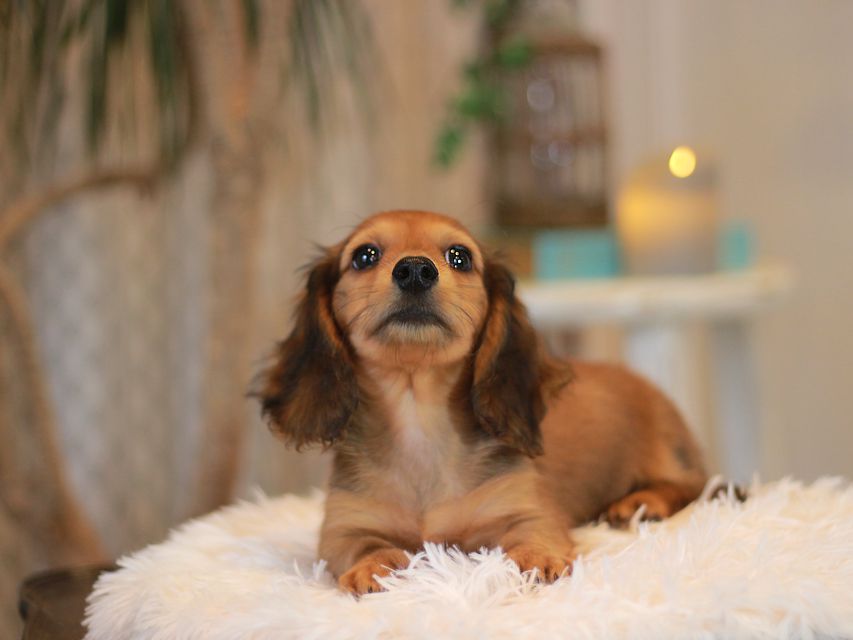 カニンヘン ダックスフンド クム&ブイの子犬 レッド 男の子KaninchenDachshund6956 カニンヘン ダックスフンド クム&ブイの子犬 レッド 男の子