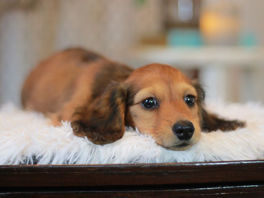 カニンヘン ダックスフンド クム&ブイの子犬 レッド 男の子KaninchenDachshund6965 カニンヘン ダックスフンド クム&ブイの子犬 レッド 男の子