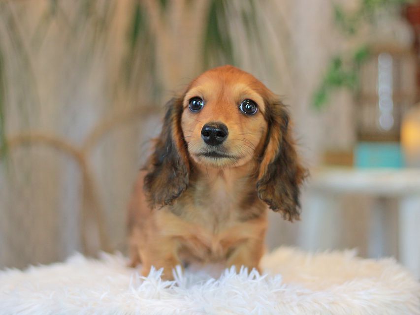 カニンヘン ダックスフンド クム&ブイの子犬 レッド 男の子KaninchenDachshund6978 カニンヘン ダックスフンド クム&ブイの子犬 レッド 男の子