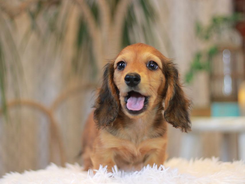 カニンヘン ダックスフンド クム&ブイの子犬 レッド 男の子KaninchenDachshund6983 カニンヘン ダックスフンド クム&ブイの子犬 レッド 男の子