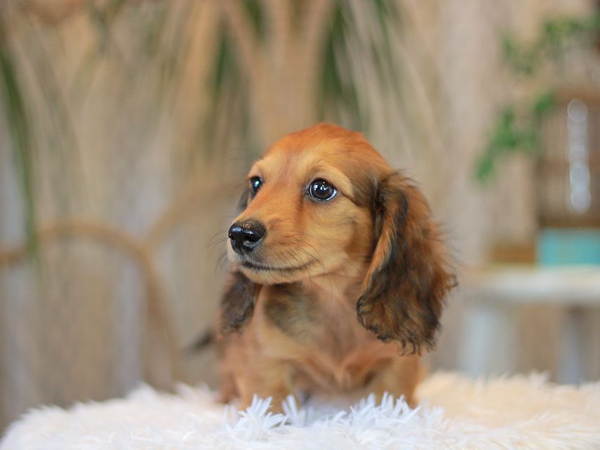 カニンヘン ダックスフンド クム&ブイの子犬 レッド 男の子KaninchenDachshund6988 カニンヘン ダックスフンド クム&ブイの子犬 レッド 男の子